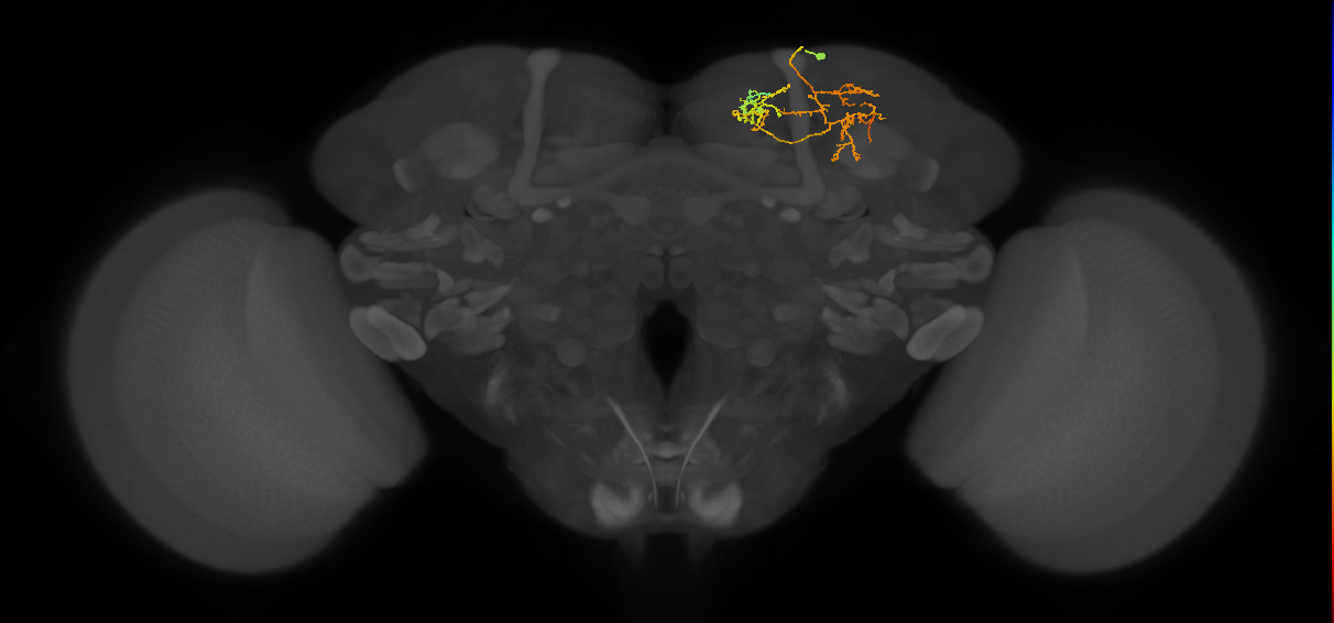 adult SMPpd1 lineage neuron