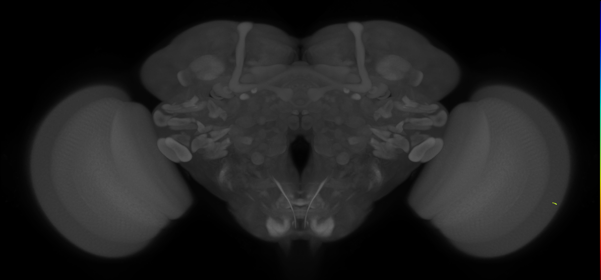 inner photoreceptor cell
