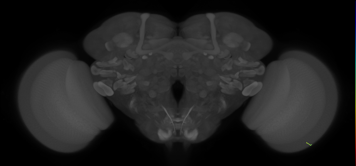 inner photoreceptor cell