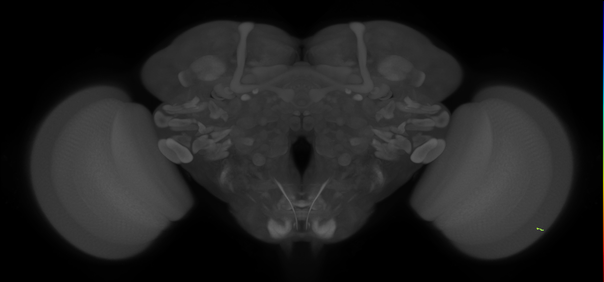 inner photoreceptor cell