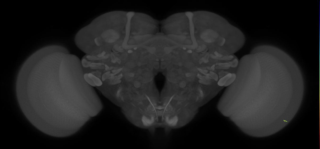 inner photoreceptor cell