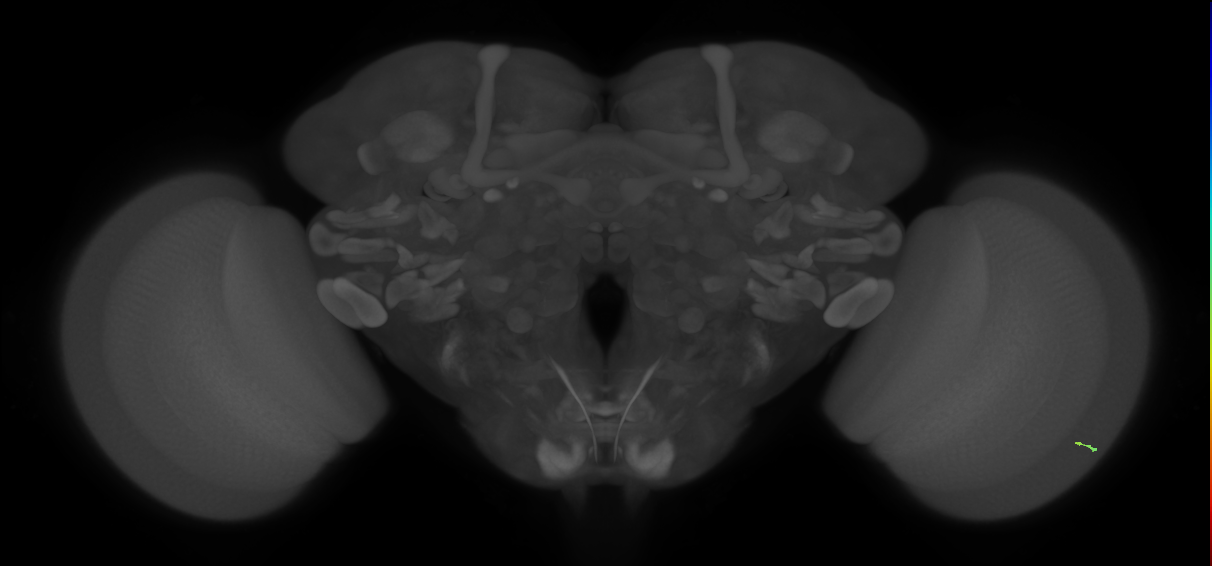 inner photoreceptor cell