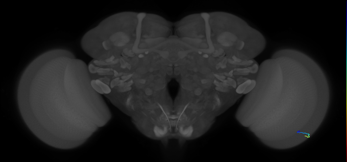 inner photoreceptor cell