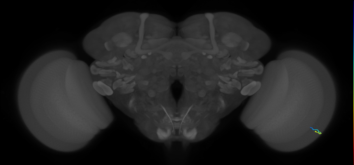 inner photoreceptor cell