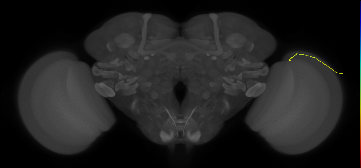 dorsal margin photoreceptor cell