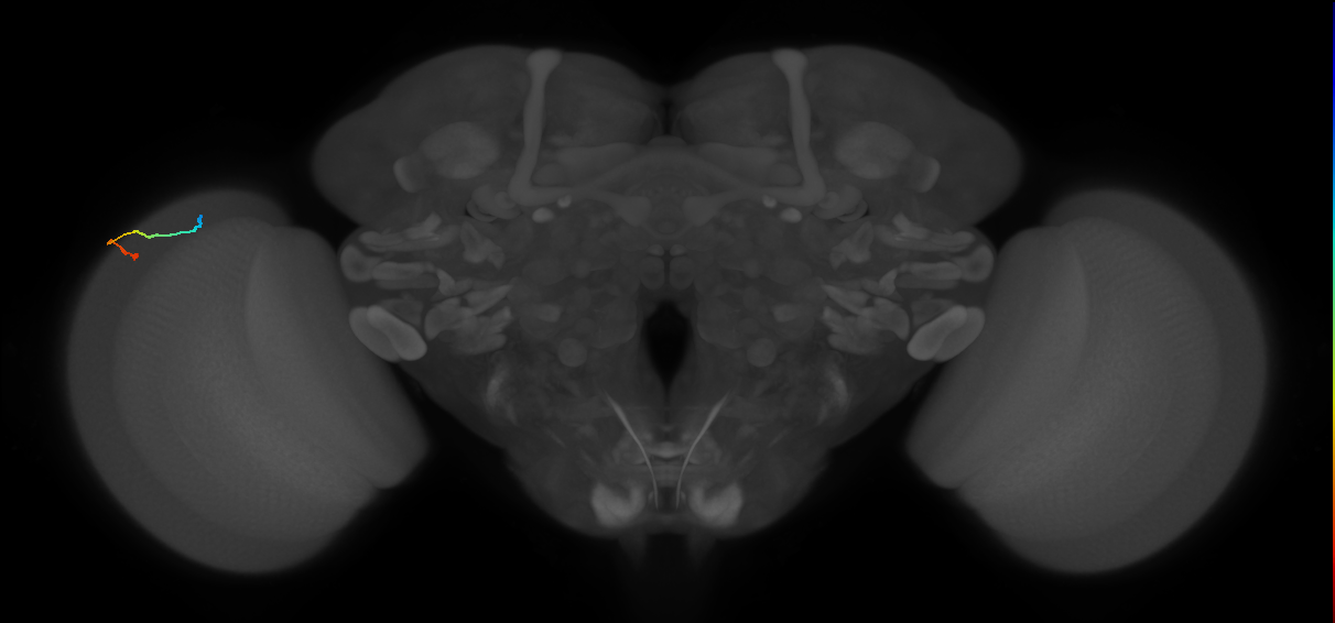 dorsal margin photoreceptor cell