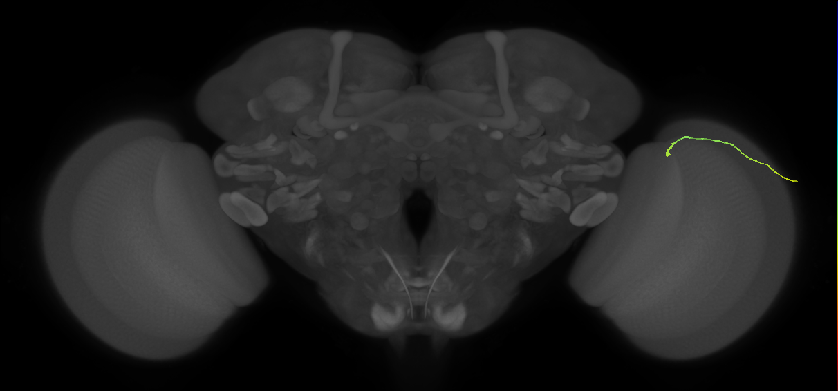 dorsal margin photoreceptor cell