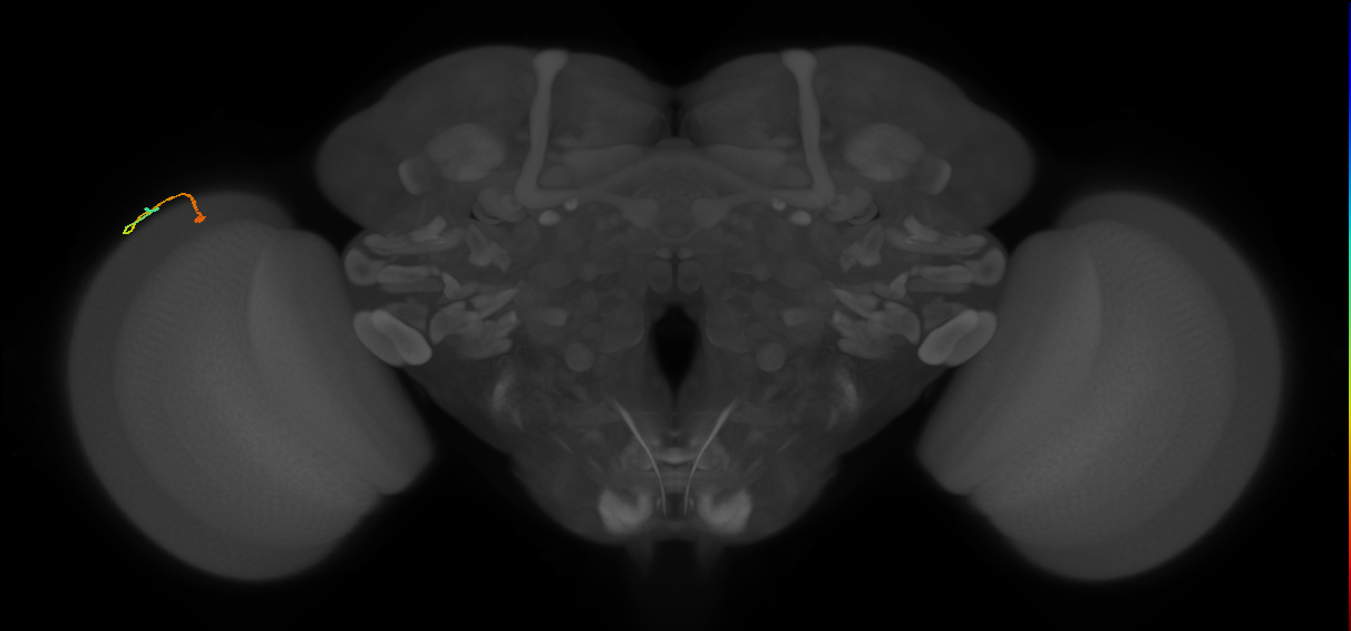 dorsal margin photoreceptor cell