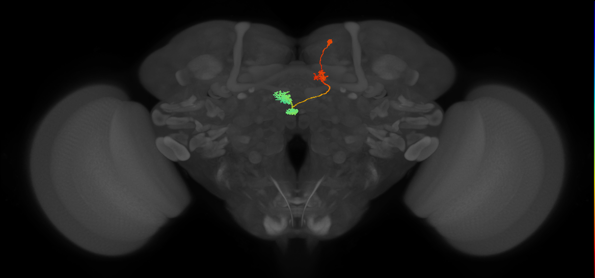 DPMpm1 lineage neuron