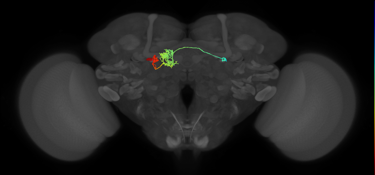 PFGs(PB10)_L8_C8 (MaleCNS:58561)
