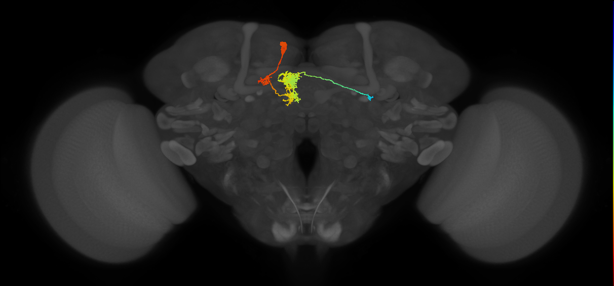 PFGs(PB10)_L6_C6 (MaleCNS:35912)