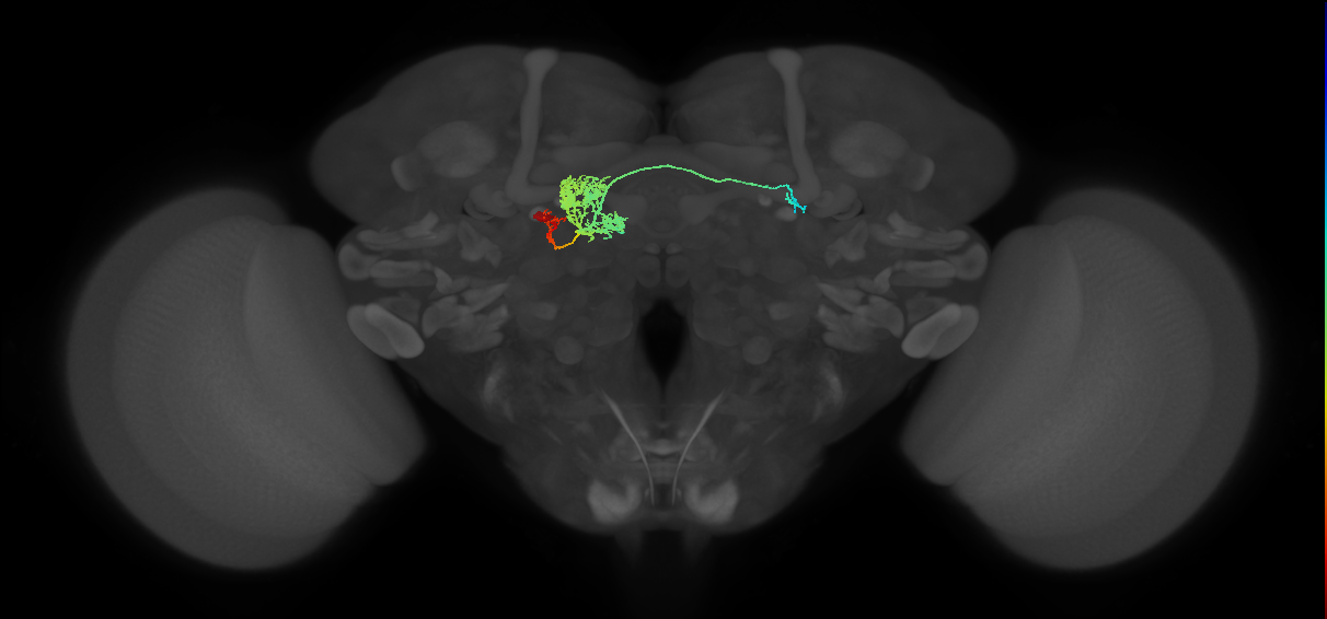 PFGs(PB10)_L9_C9 (MaleCNS:22657)