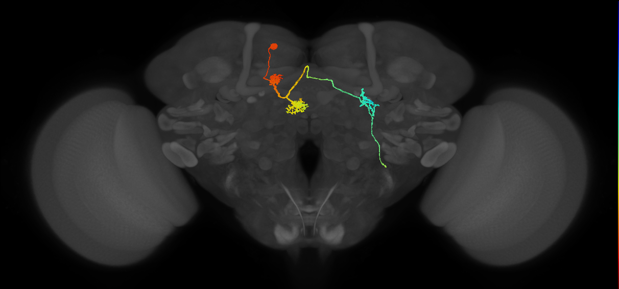 adult protocerebral bridge 1 glomerulus-fan-shaped body-lateral accessory lobe neuron