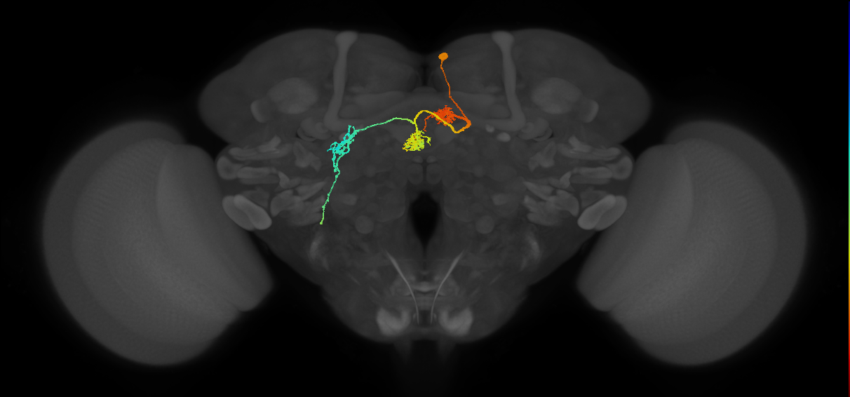 adult protocerebral bridge 1 glomerulus-fan-shaped body-lateral accessory lobe neuron