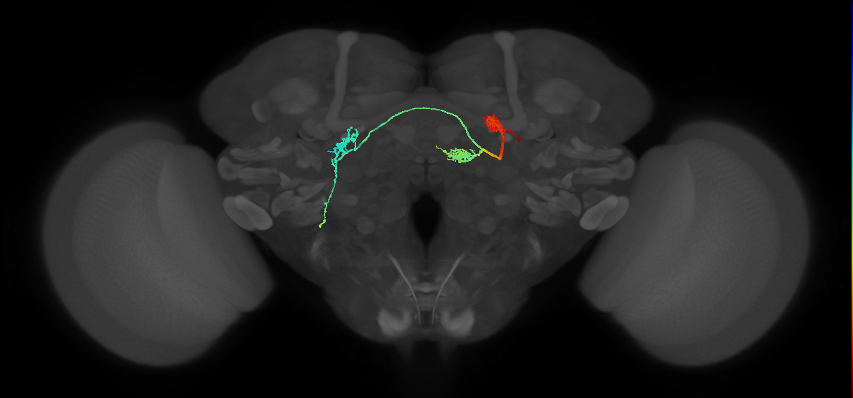 PFL1(PB12a)_R7_C1 (MaleCNS:14663)