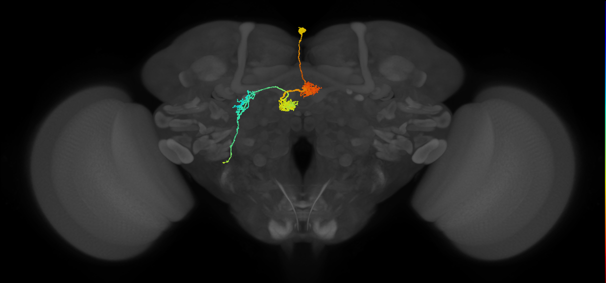 adult protocerebral bridge 1 glomerulus-fan-shaped body-lateral accessory lobe neuron