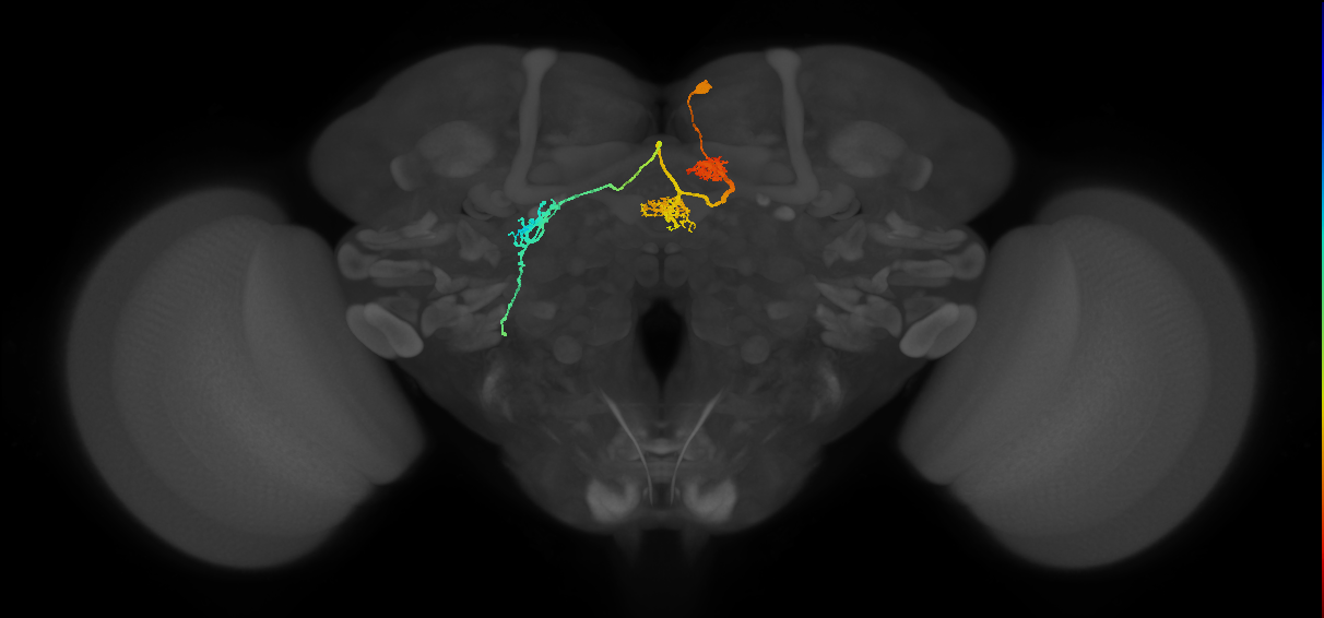 PFL1(PB12a)_R4_C5 (MaleCNS:76931)