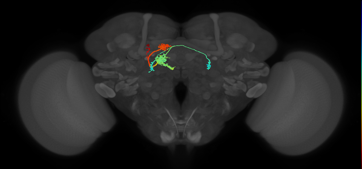 PFL2(PB12b)_L5_C9 (MaleCNS:513034)