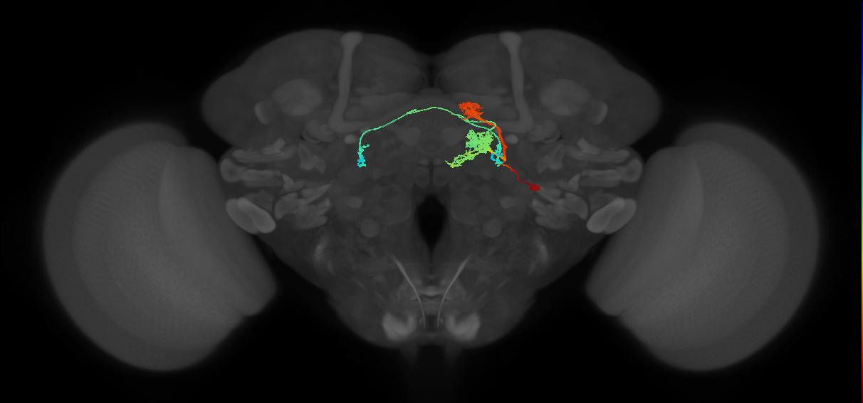 PFL2(PB12b)_R5_C1 (MaleCNS:520573)