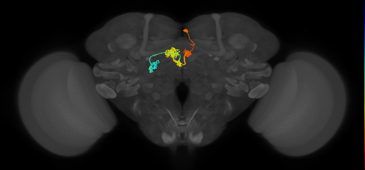 adult protocerebral bridge 1 glomerulus-fan-shaped body-lateral accessory lobe neuron