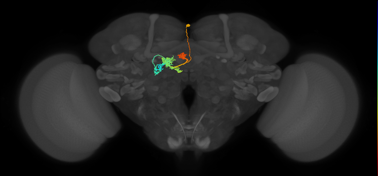 adult protocerebral bridge 1 glomerulus-fan-shaped body-lateral accessory lobe neuron