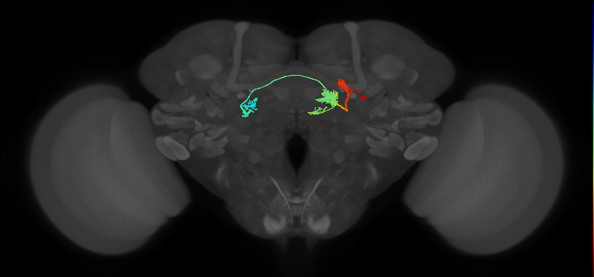 PFL3(PB12c)_R7_C1 (MaleCNS:79549)