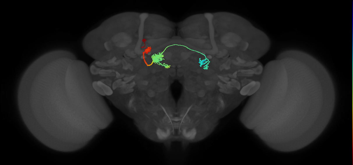 adult protocerebral bridge 1 glomerulus-fan-shaped body-lateral accessory lobe neuron
