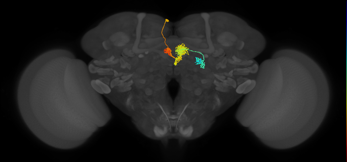adult protocerebral bridge 1 glomerulus-fan-shaped body-lateral accessory lobe neuron