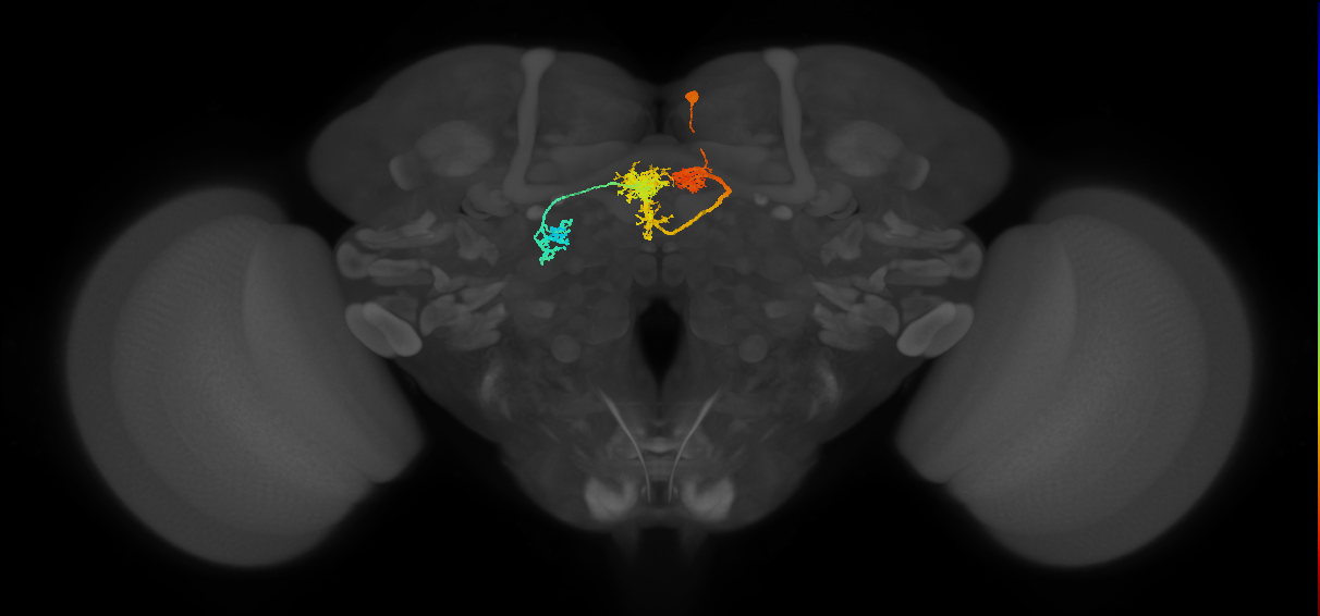 PFL3(PB12c)_R3_C5 (MaleCNS:567101)
