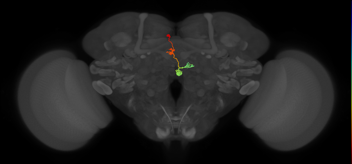 PFNa(PB03)_L2_C1 (MaleCNS:32520)