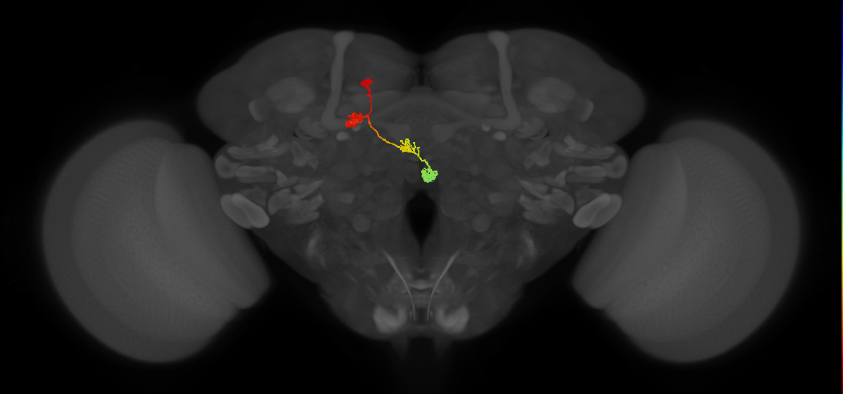 PFNa(PB03)_L7_C6 (MaleCNS:34085)