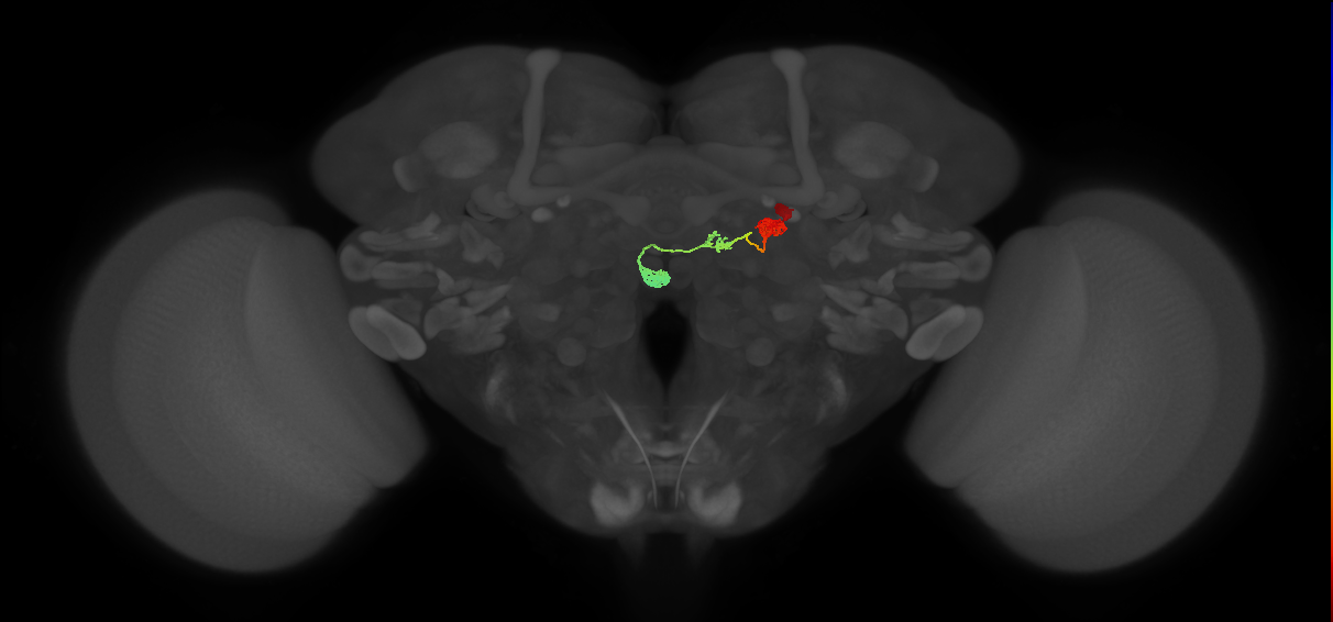 PFNa(PB03)_R9_C1 (MaleCNS:41052)