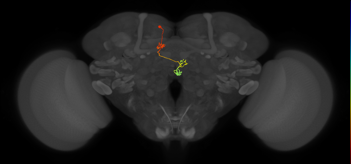 PFNa(PB03)_L4_C3 (MaleCNS:64541)