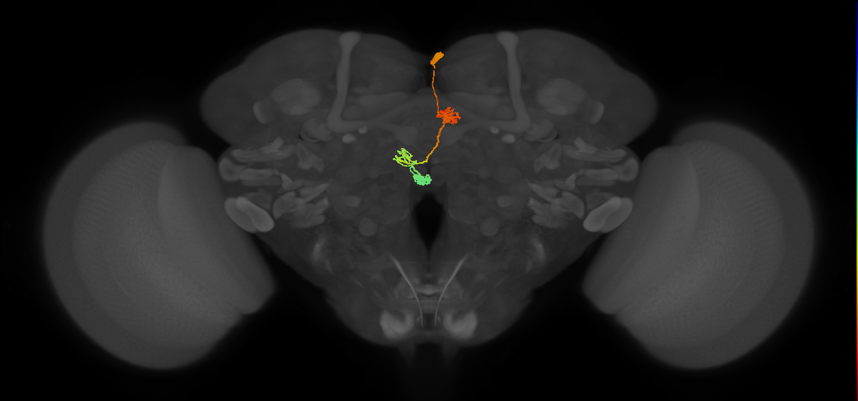 PFNa(PB03)_R3_C8 (MaleCNS:74836)