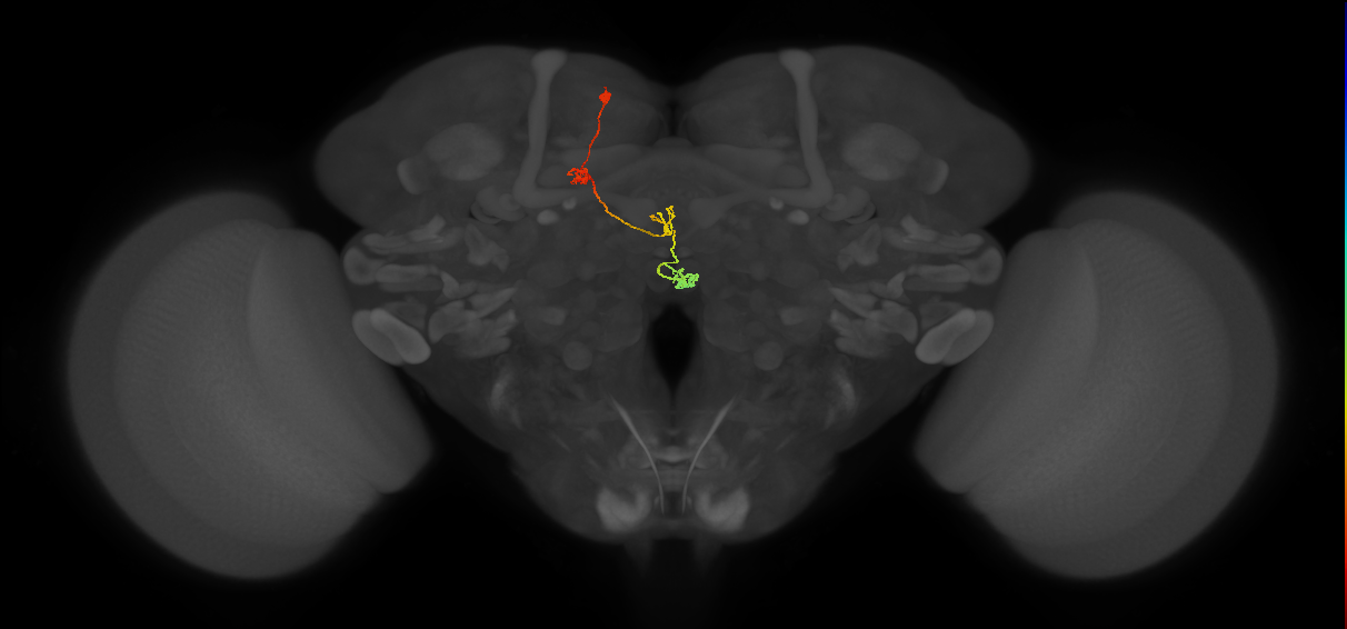 PFNa(PB03)_L6_C5 (MaleCNS:98391)