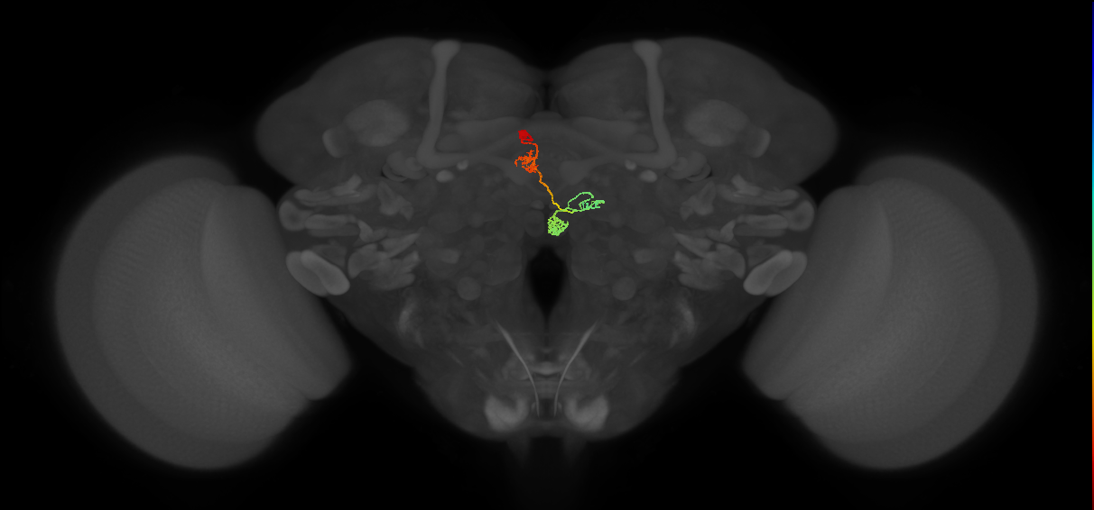 PFNa(PB03)_L2_C1 (MaleCNS:118980)