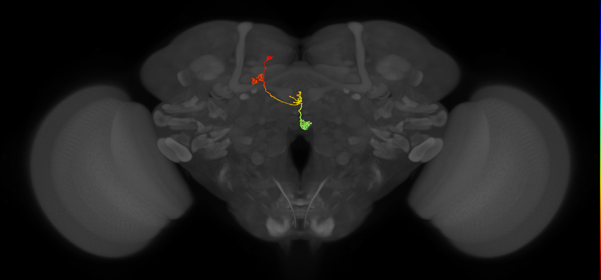 PFNa(PB03)_L6_C5 (MaleCNS:145547)
