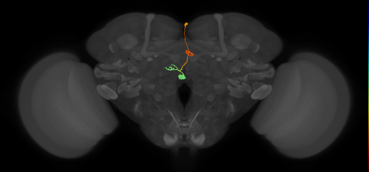 PFNa(PB03)_R2_C9 (MaleCNS:518609)