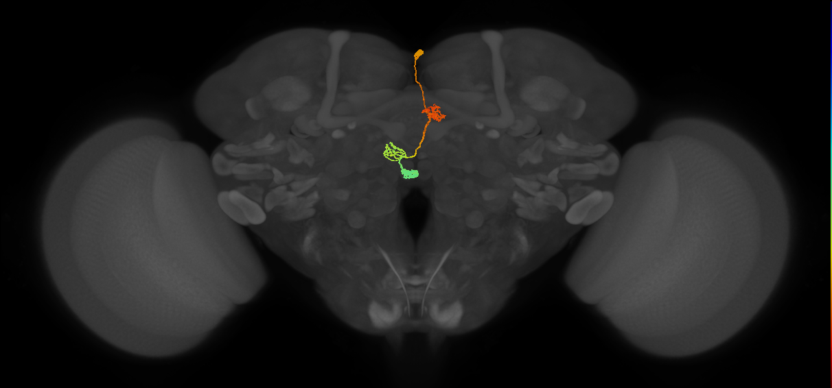 PFNa(PB03)_R3_C8 (MaleCNS:47619)
