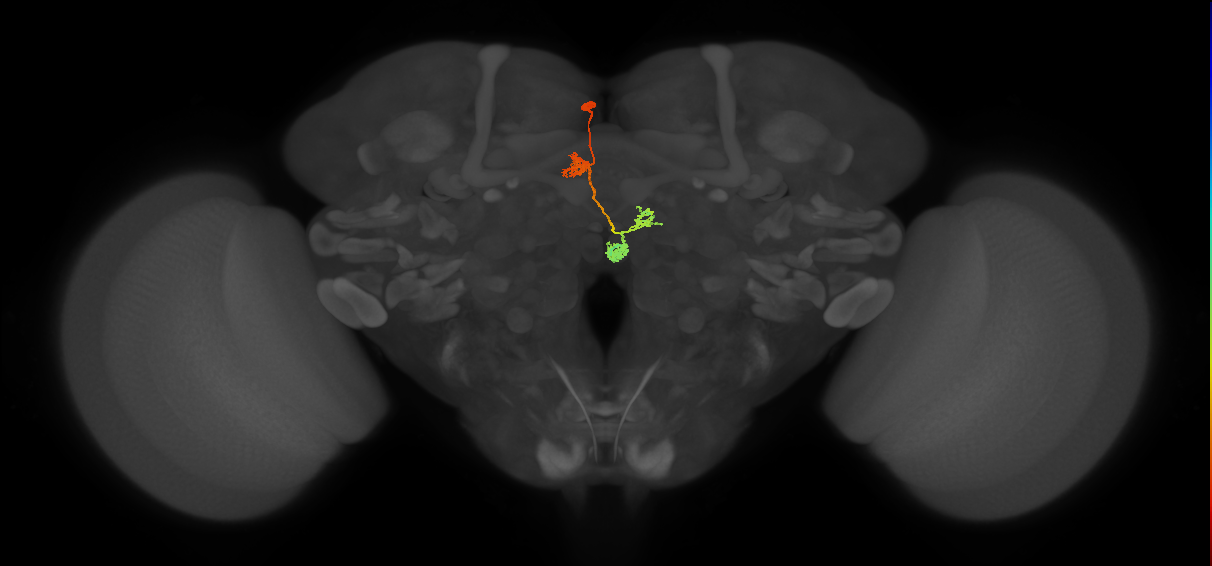 PFNa(PB03)_L3_C2 (MaleCNS:45398)
