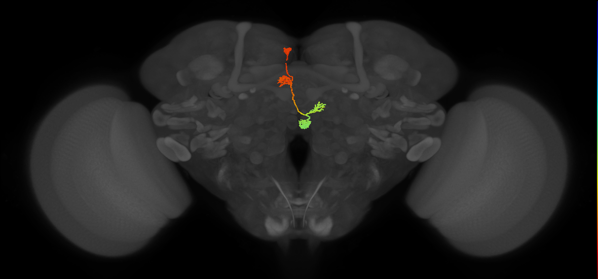 PFNa(PB03)_L3_C2 (MaleCNS:536360)