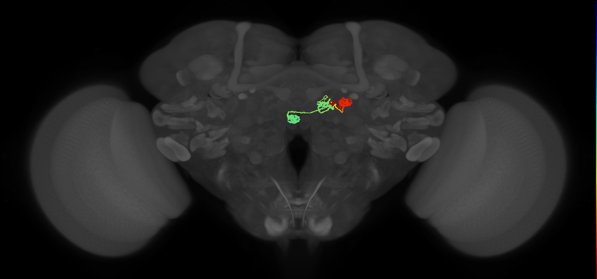 PFNd(PB04)_R9_C1 (MaleCNS:22835)