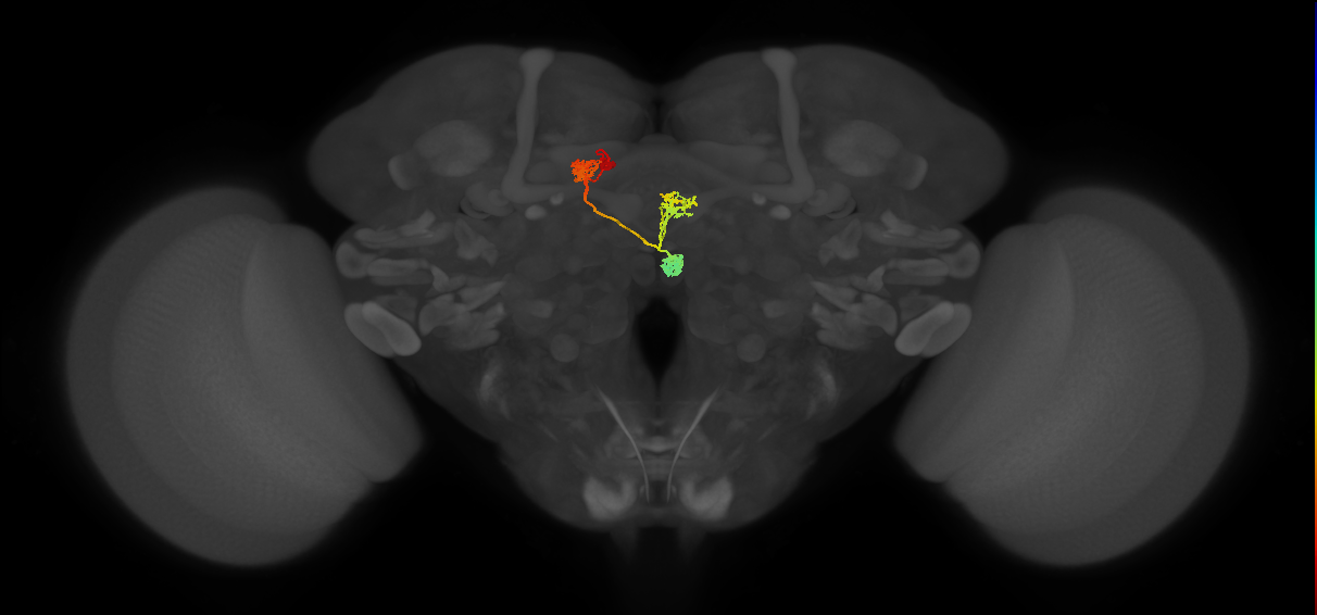 PFNd(PB04)_L5_C4 (MaleCNS:30234)