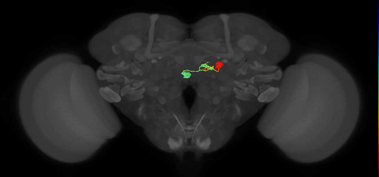 PFNd(PB04)_R9_C1 (MaleCNS:30781)