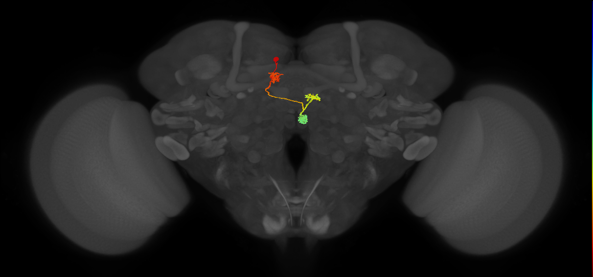 PFNd(PB04)_L4_C3 (MaleCNS:42835)