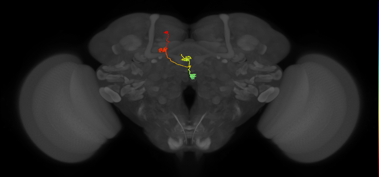 PFNd(PB04)_L6_C5 (MaleCNS:46590)
