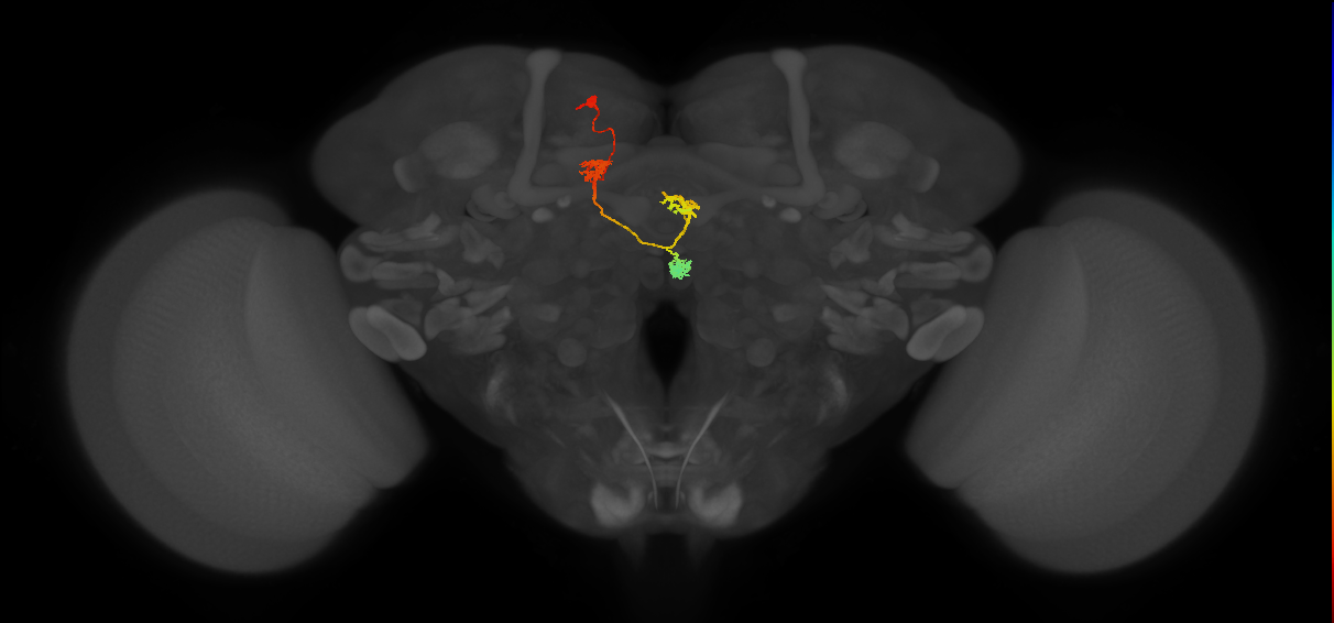 PFNd(PB04)_L5_C4 (MaleCNS:53043)