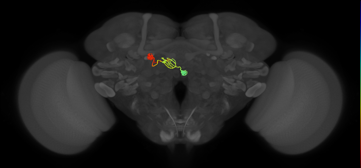PFNd(PB04)_L8_C7 (MaleCNS:515464)