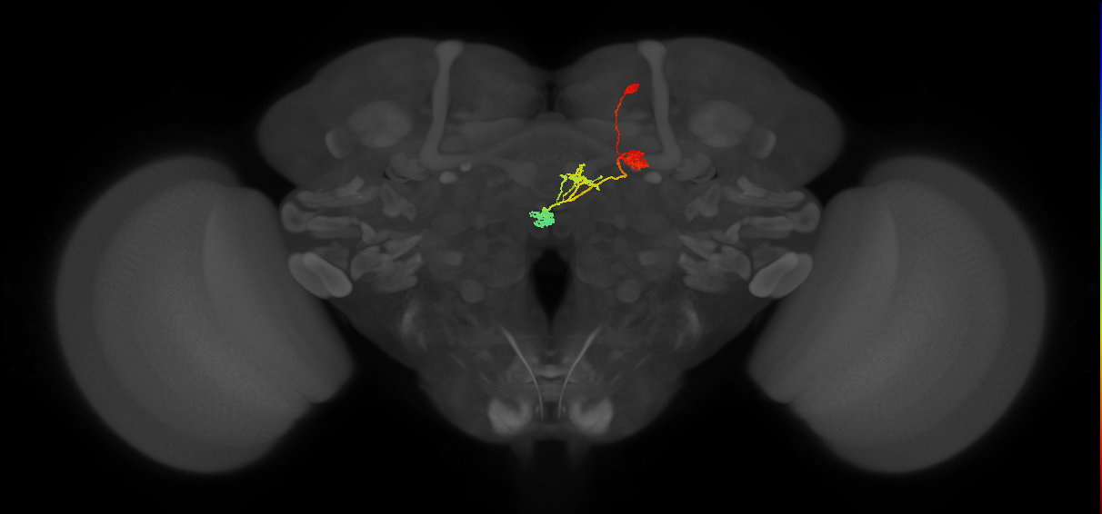 PFNd(PB04)_R7_C3 (MaleCNS:26739)