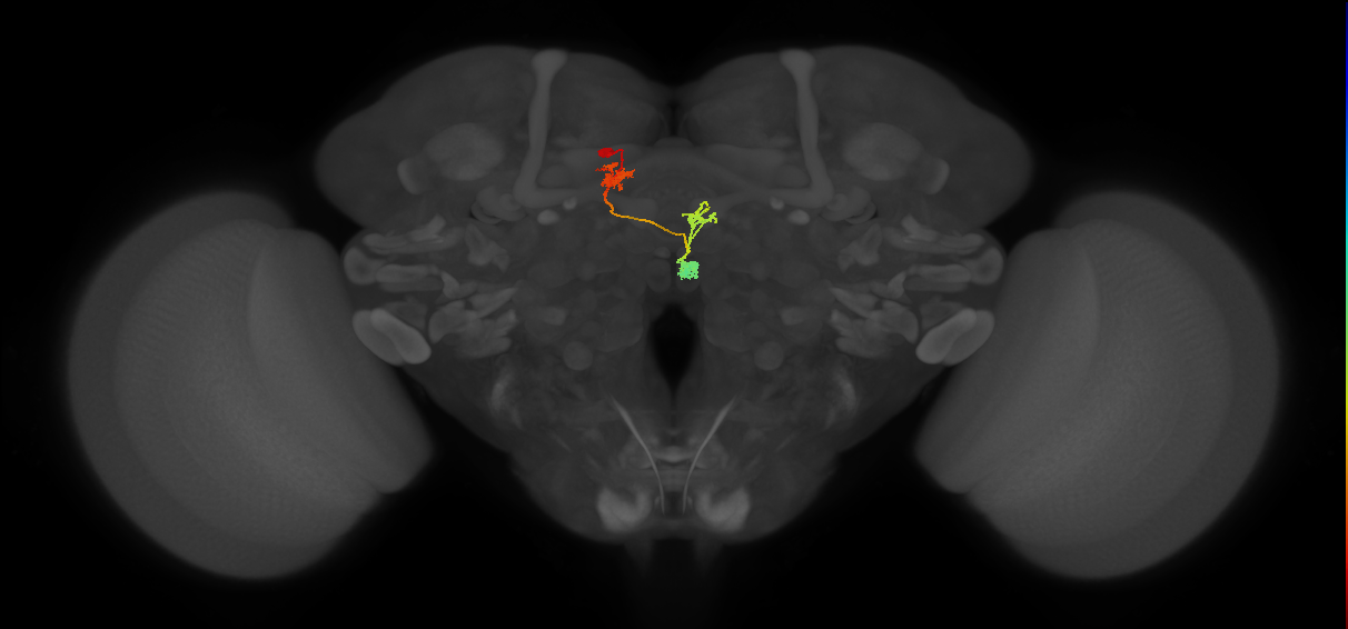 PFNd(PB04)_L4_C3 (MaleCNS:524270)